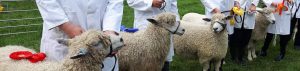 Cotswold Sheep
